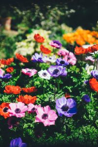 5 nemme måder at få din have til at se godt ud på